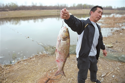 銀川愛伊河水污染，大量魚死亡