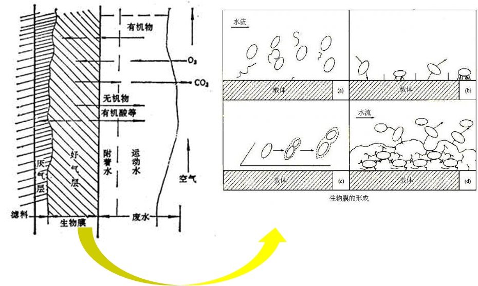 生物膜反應(yīng)圖