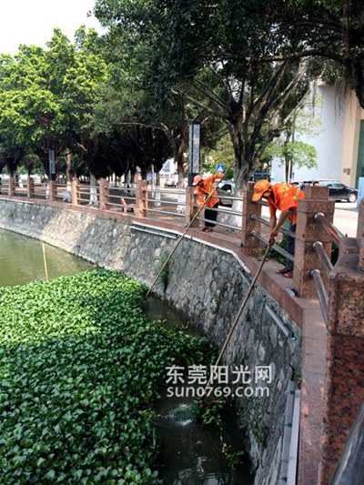 中堂廣場 水生植物泛濫